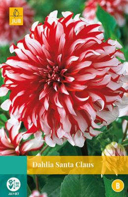 Dahlia Santa Claus 1 bol - Jub
