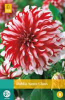 Dahlia Santa Claus 1 bol - Jub