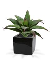Haworthia kunst vetplant