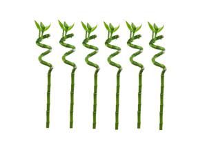 Lucky Bamboo stems - set of 6