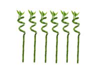 Lucky Bamboo stems - set of 6