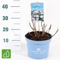 Hydrangea Macrophylla "Endless Summer Bloomstar Blue"® boerenhortensia - 25-30 cm - 1 stuks