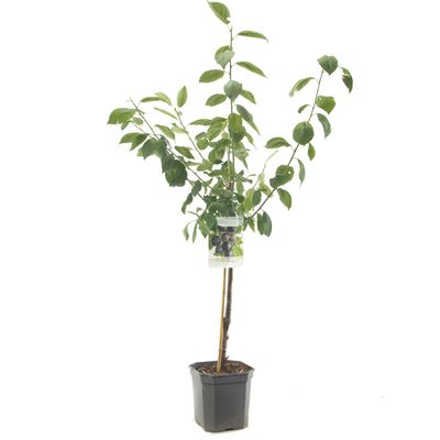 Prunus domestica Bleue de Belgique Pruim laagstam fruitplant Fruithof - Fruithof