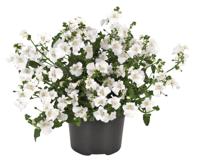 3 stuks! Diascia wit Warentuin Natuurlijk - Warentuin natuurlijk