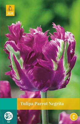 Tulipa Parrot Negrita, 5 bloembollen - Jub