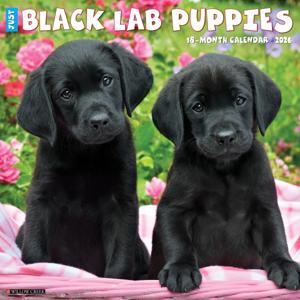 Labrador Retriever Zwart Puppies Kalender 2026