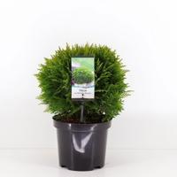 Thuja occidentalis danica 25-30 cm - Warentuin natuurlijk