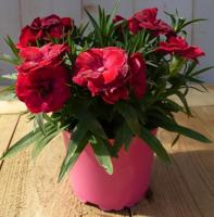 3 stuks! Anjer rood - Warentuin natuurlijk