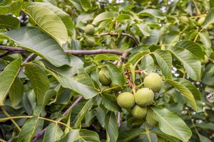 Hoogstam dikke Walnotenboom