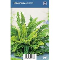 Dubbelloof (blechnum spicant) schaduwplant - 12 stuks
