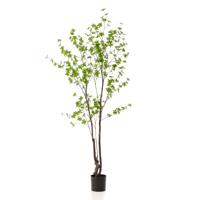 Tropaeolum speciosum