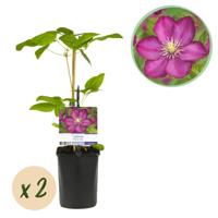 Green boutiQ - Klimplant - Clematis Ville de Lyon - Bloem Roze - Weinig onderhoud -2 planten - Pot 11cm Hoogte 40cm