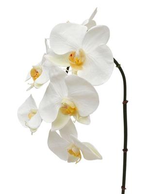 Phalaenopsis kunsttak 55 cm creme