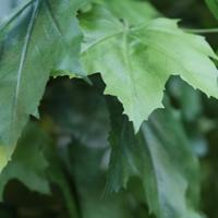 Maple Kunstboom deluxe 250cm op stam