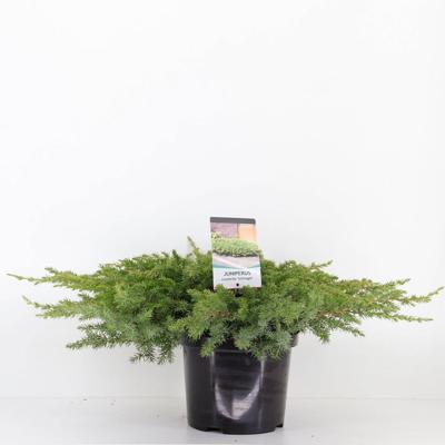 Juniperus conferta schlager 35 cm - Warentuin natuurlijk