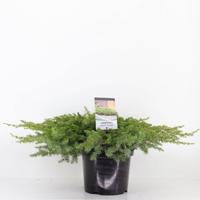 Juniperus conferta schlager 35 cm - Warentuin natuurlijk