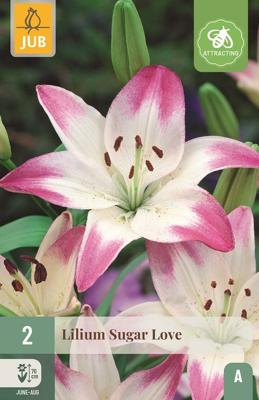 Lelie sugar love
