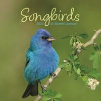 Songbirds Kalender 2026 Mini