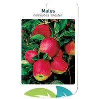 Malus Domestica Gloster - Oosterik Home - thumbnail