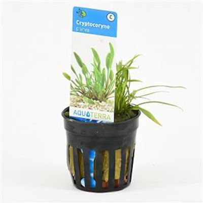 Cryptocoryne parva - 6 stuks - aquarium plant
