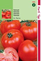 Tomaten St. Pierre grote vollegrondse - Hortitops
