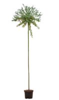 2 stuks! Bonte wilg op stam Salix integra Hakuro-nishiki 215 cm - Warentuin Natuurlijk