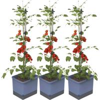 Gusta Garden TOM TOMATO 3er-Set blau / W07075 Plantcontainer