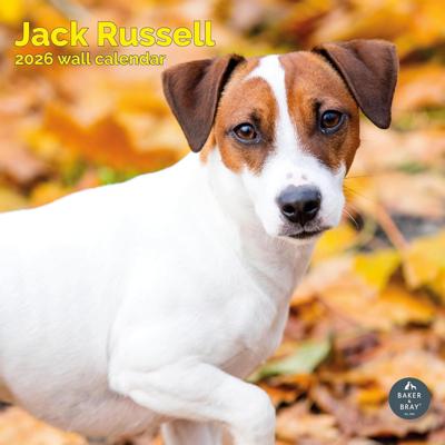Jack Russell Terrier Kalender 2026
