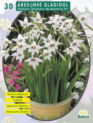 Zomer Bloembollen Acidanthera Bicolor per 30 - Baltus