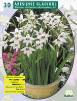 Zomer Bloembollen Acidanthera Bicolor per 30 - Baltus Zomer Bloembollen Acidanthera Bicolor per 30 - Baltus