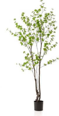 Oost-indische kersplant h150cm grn - Emerald