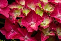 Hortensia