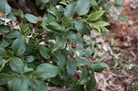 Sarcococca