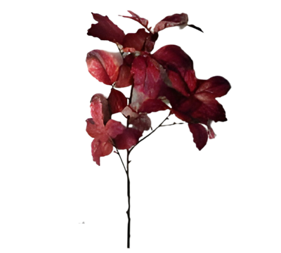 Berkenblad rood bruin 120 cm - Buitengewoon de boet