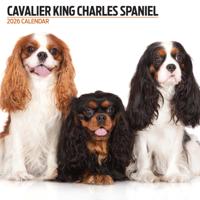 Cavalier King Charles Spaniel Modern Kalender 2026