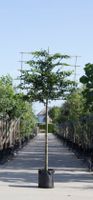 Haagbeuk als leiboom Carpinus betulus h 270 cm st. omtrek 10 cm st. h 150 cm - Warentuin Natuurlijk - thumbnail
