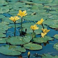 Watergentiaan (Nymphoides peltata) zuurstofplant (10-stuks) - thumbnail