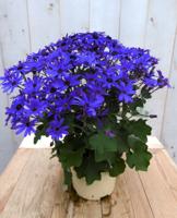 Senetti eenjarig blauw Pericallis Warentuin Natuurlijk - Warentuin natuurlijk