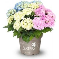 Hydrangea Macrophylla "Three Sisters"® Pastel boerenhortensia - thumbnail