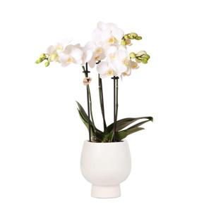 Kolibri Orchids | Witte Phalaenopsis orchidee - Amabilis + Scandic sierpot wit - potmaat Ø9cm - 45cm hoog | bloeiende kamerplant in bloempot - vers van de kweker