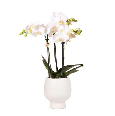Kolibri Orchids | Witte Phalaenopsis orchidee - Amabilis + Scandic sierpot wit - potmaat Ø9cm - 45cm hoog | bloeiende kamerplant in bloempot - vers van de kweker