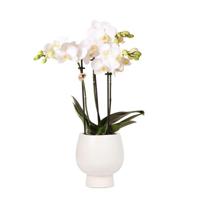 Kolibri Orchids | Witte Phalaenopsis orchidee - Amabilis + Scandic sierpot wit - potmaat Ø9cm - 45cm hoog | bloeiende kamerplant in bloempot - vers van de kweker