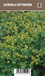 Vips Alchemilla erythropoda - Vrouwenmantel