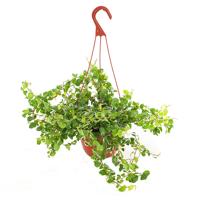 Ficus Pumila &apos;white sunny&apos; - P 15 cm