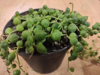 Senecio Rowleyanus Erwtenplant hangplant - Warentuin natuurlijk
