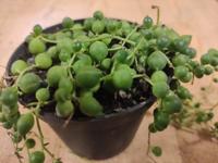 Senecio Rowleyanus Erwtenplant hangplant - Warentuin natuurlijk