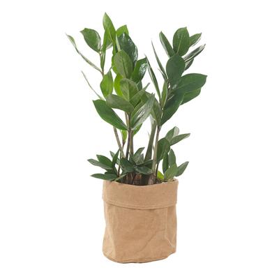 Zamioculcas in plantbag (ZZ plant) - P 13 cm