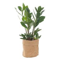 Zamioculcas in plantbag (ZZ plant) - P 13 cm