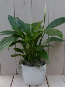Lepelplant Spathiphyllum witte pot 40 cm - Warentuin Natuurlijk