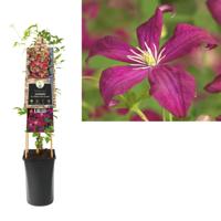 Klimplant Clematis vit. Madame Julia Correvon 75 cm Bosrank Van der Starre - Van der starre